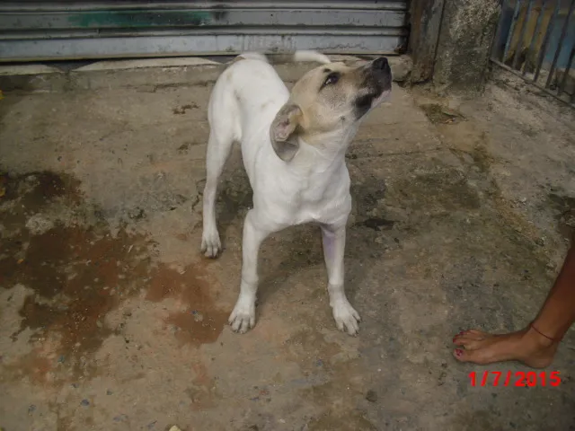 Cachorro ra a SRD idade 7 a 11 meses nome BEN