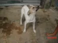 BEN