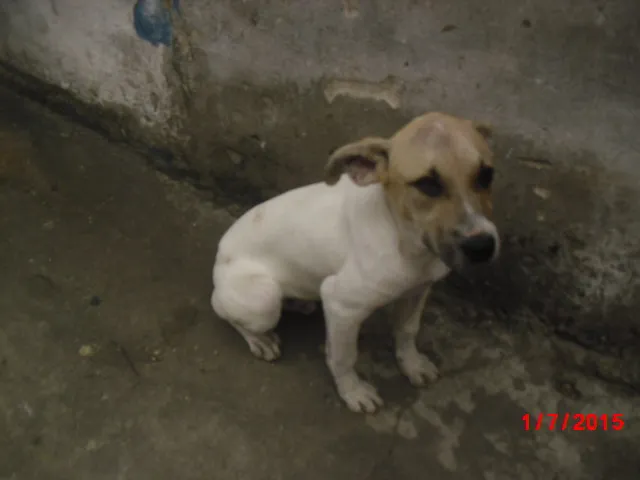 Cachorro ra a SRD idade 7 a 11 meses nome BEN