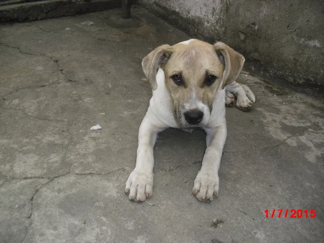 Cachorro ra a SRD idade 7 a 11 meses nome BEN