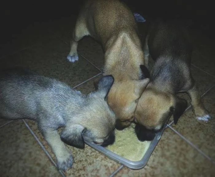 Cachorro ra a Vira Lata idade Abaixo de 2 meses nome Baby