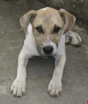Cachorro raça SRD idade 7 a 11 meses nome BEN