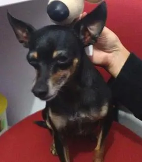 Cachorro raça Pischer idade 4 anos nome Apolo GRATIFICA