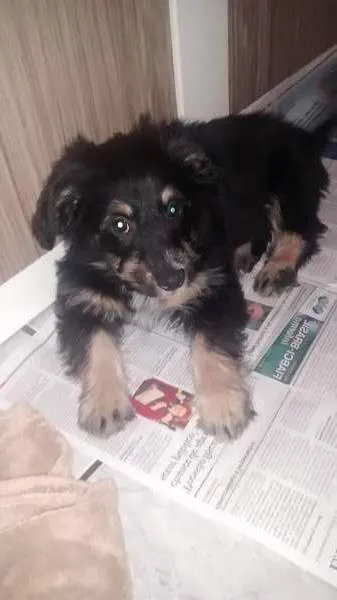 Cachorro ra a SRD idade 2 a 6 meses nome Sophia e Junior