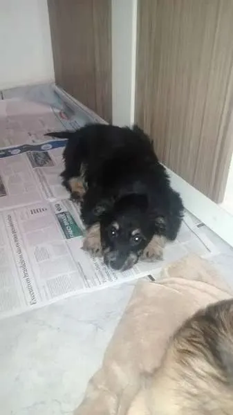 Cachorro ra a SRD idade 2 a 6 meses nome Sophia e Junior