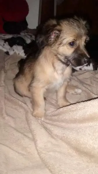 Cachorro ra a SRD idade 2 a 6 meses nome Sophia e Junior