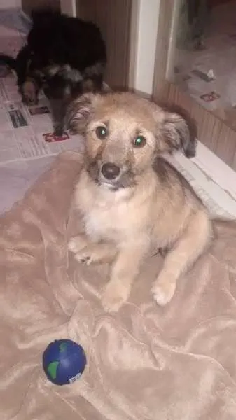 Cachorro ra a SRD idade 2 a 6 meses nome Sophia e Junior