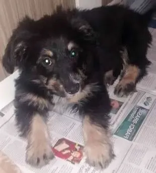Cachorro ra a SRD idade 2 a 6 meses nome Sophia e Junior