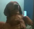 Mel