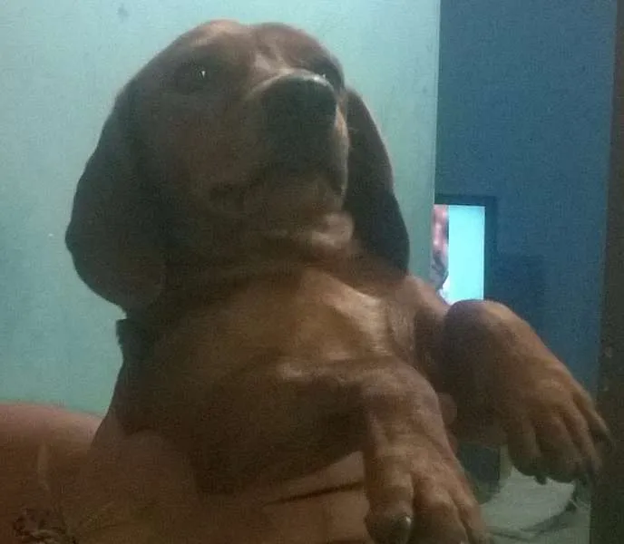 Cachorro raça Basset-Cofap idade 1 ano nome Mel