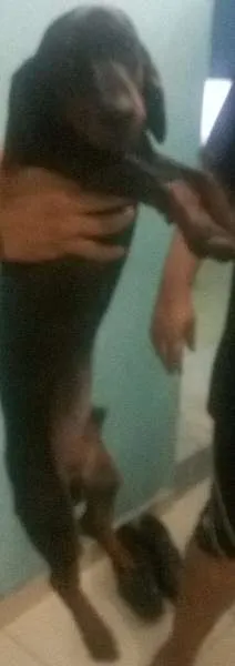 Cachorro raça Basset-Cofap idade 7 a 11 meses nome Pretinho