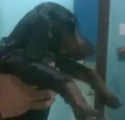 Pretinho