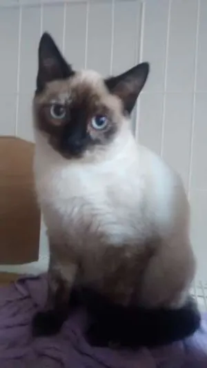 Gato raça SRD idade 2 a 6 meses nome Nina