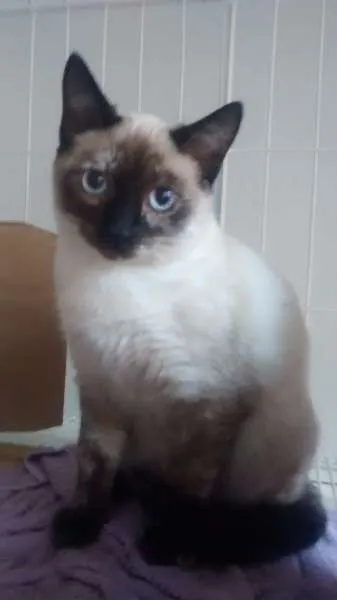 Gato ra a SRD idade 2 a 6 meses nome Nina