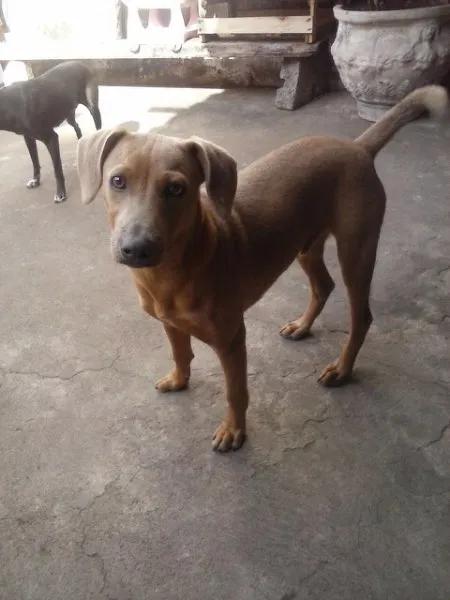 Cachorro raça SRD idade 2 a 6 meses nome Ze