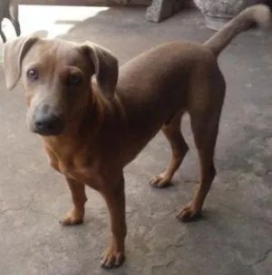 Cachorro raça SRD idade 2 a 6 meses nome Ze