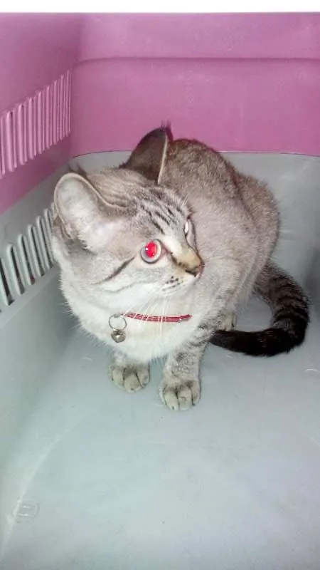 Gato ra a siamês idade 7 a 11 meses nome Mimi