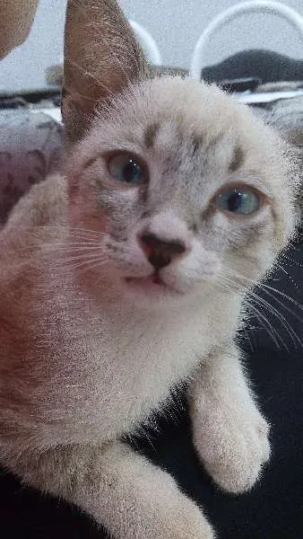 Gato ra a  idade 2 a 6 meses nome Alfi