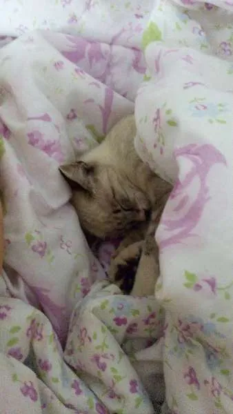 Gato ra a  idade 2 a 6 meses nome Alfi