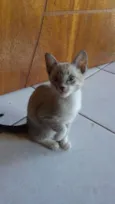 Alfi