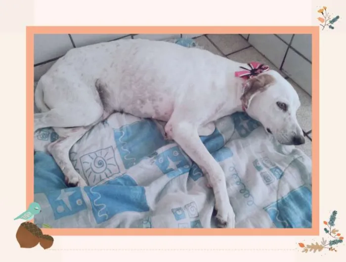 Cachorro ra a SRD  idade 5 anos nome A escolher 