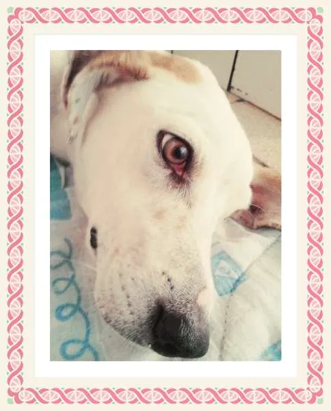 Cachorro ra a SRD  idade 5 anos nome A escolher 