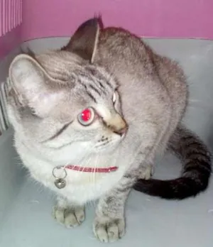 Gato raça siamês idade 7 a 11 meses nome Mimi