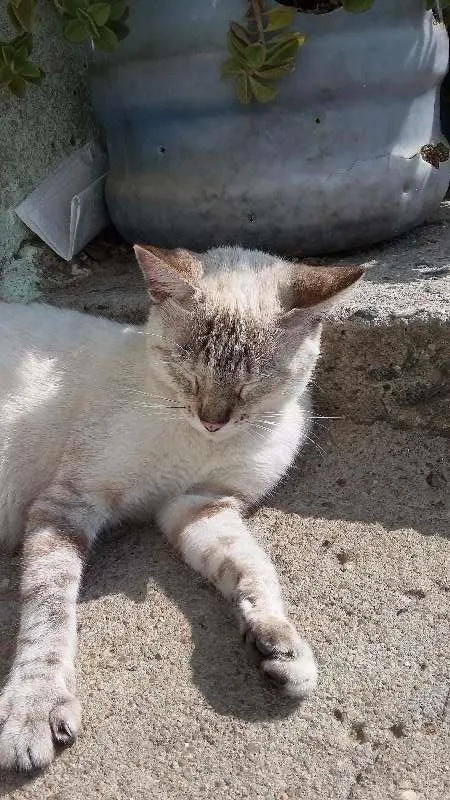 Gato ra a Gatos idade 2 anos nome Jack e Julie