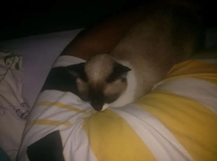 Gato raça Siamesa idade 4 anos nome Esponjinha