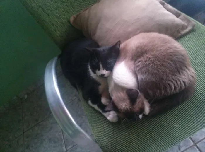 Gato raça Siamesa idade 4 anos nome Esponjinha