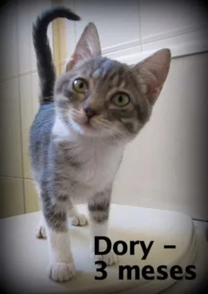 Gato raça SRD idade 2 a 6 meses nome Doay