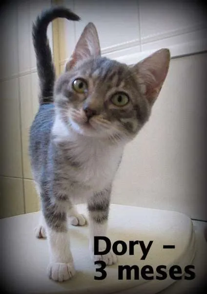Gato ra a SRD idade 2 a 6 meses nome Doay