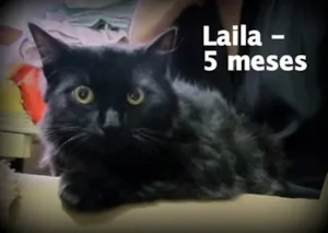 Gato raça SRD idade 2 a 6 meses nome Laila