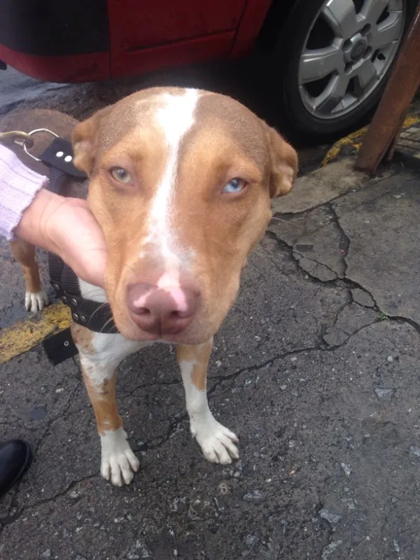 Cachorro raça Mistura de pitbull idade 2 anos nome Lindinha