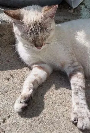 Gato raça Gatos idade 2 anos nome Jack e Julie