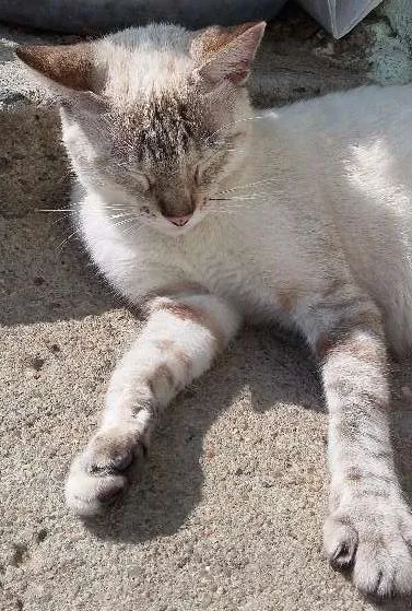 Gato ra a Gatos idade 2 anos nome Jack e Julie