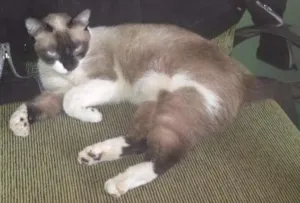 Gato raça Siamesa idade 4 anos nome Esponjinha