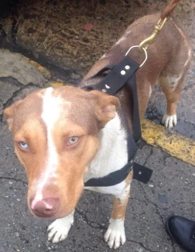 Cachorro raça Mistura de pitbull idade 2 anos nome Lindinha