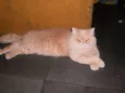 Caramelo