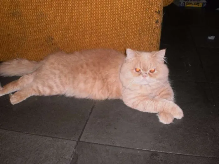 Gato ra a Persa idade 4 anos nome Caramelo