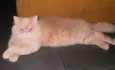 Caramelo