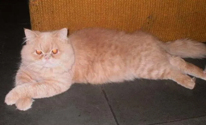 Gato ra a Persa idade 4 anos nome Caramelo
