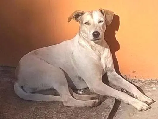 Cachorro ra a SRD idade 2 anos nome Susy