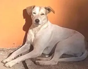 Cachorro raça SRD idade 2 anos nome Susy