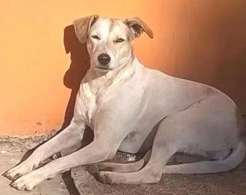Cachorro ra a SRD idade 2 anos nome Susy