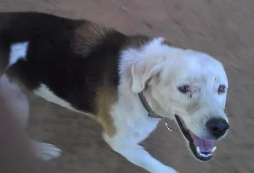 Cachorro ra a SRD idade  nome Nescau