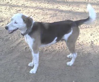 Cachorro ra a SRD idade  nome Nescau