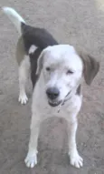 Nescau