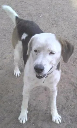 Cachorro raça SRD idade  nome Nescau