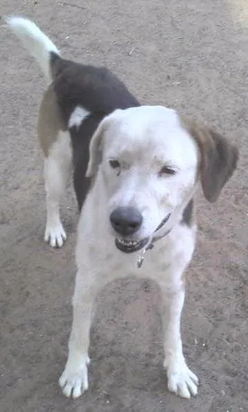 Cachorro ra a SRD idade  nome Nescau